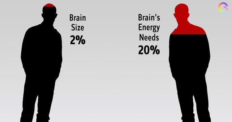 10 процентов мозга. Мозг потребляет энергию. Энергопотребление мозга человека. Сколько энергии тратит мозг. Сколько энергии потребляет мозг человека.